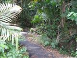 Bosque Nacional El Yunque - LUQUILLO
